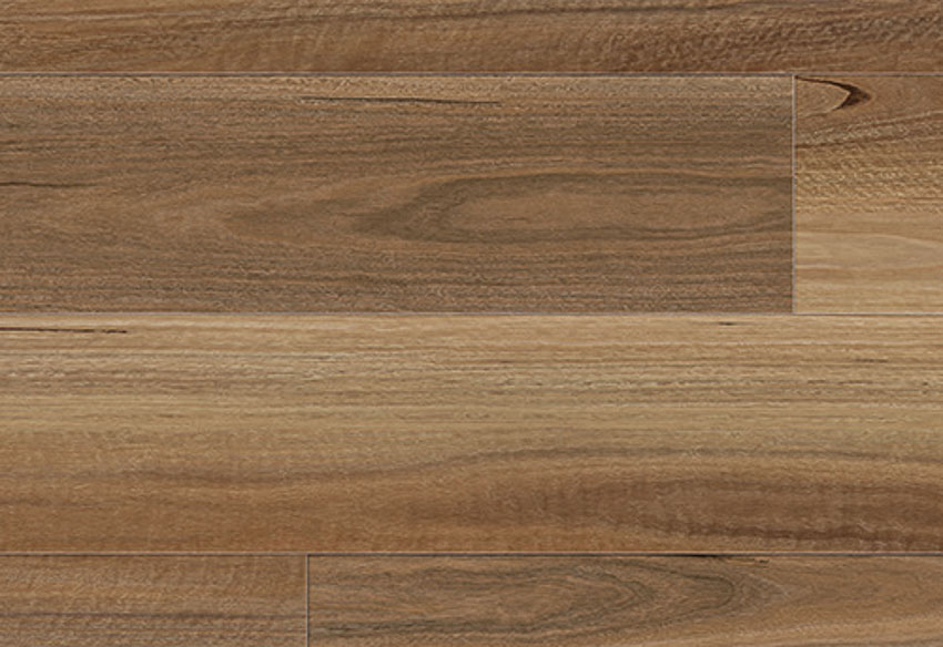 Northern Spotted Gum